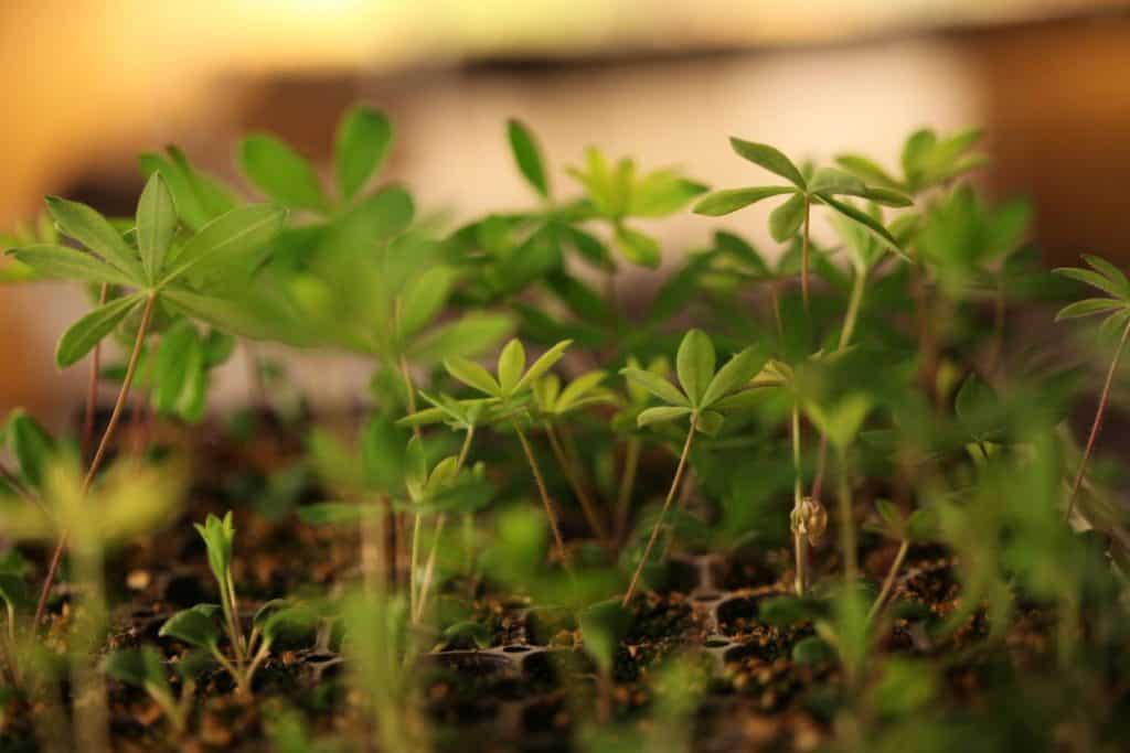 green lupine seedlings growing after stratification