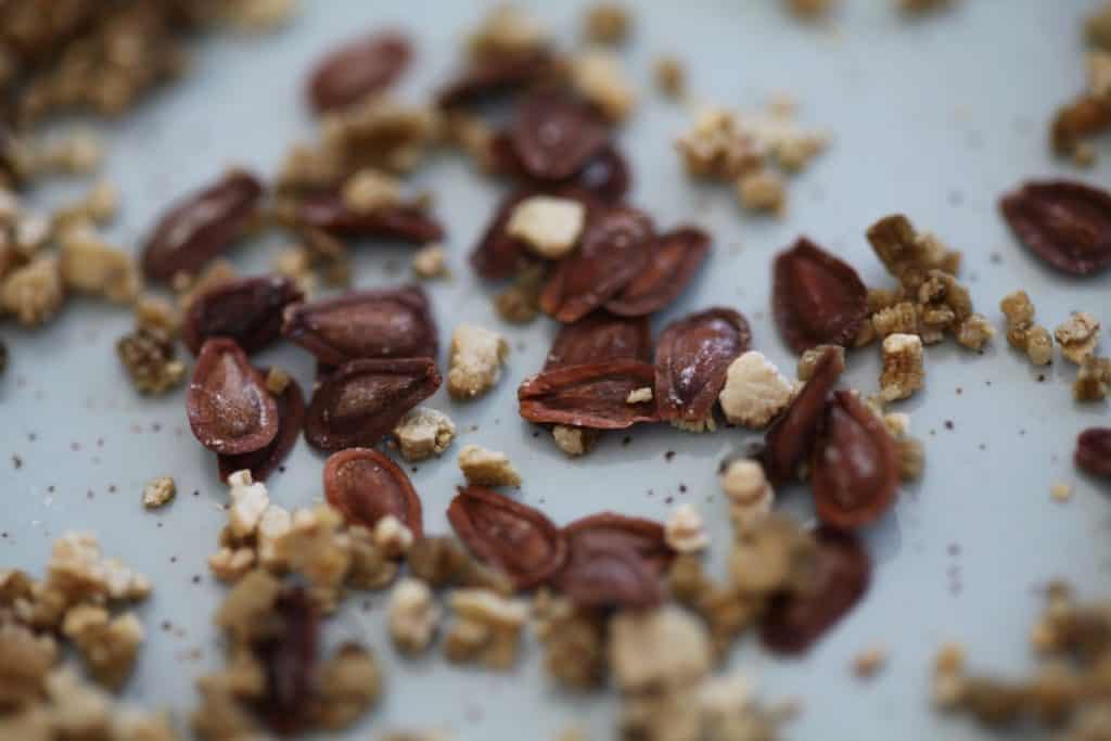 brown milkweed seeds after stratification, covered in vermiculite