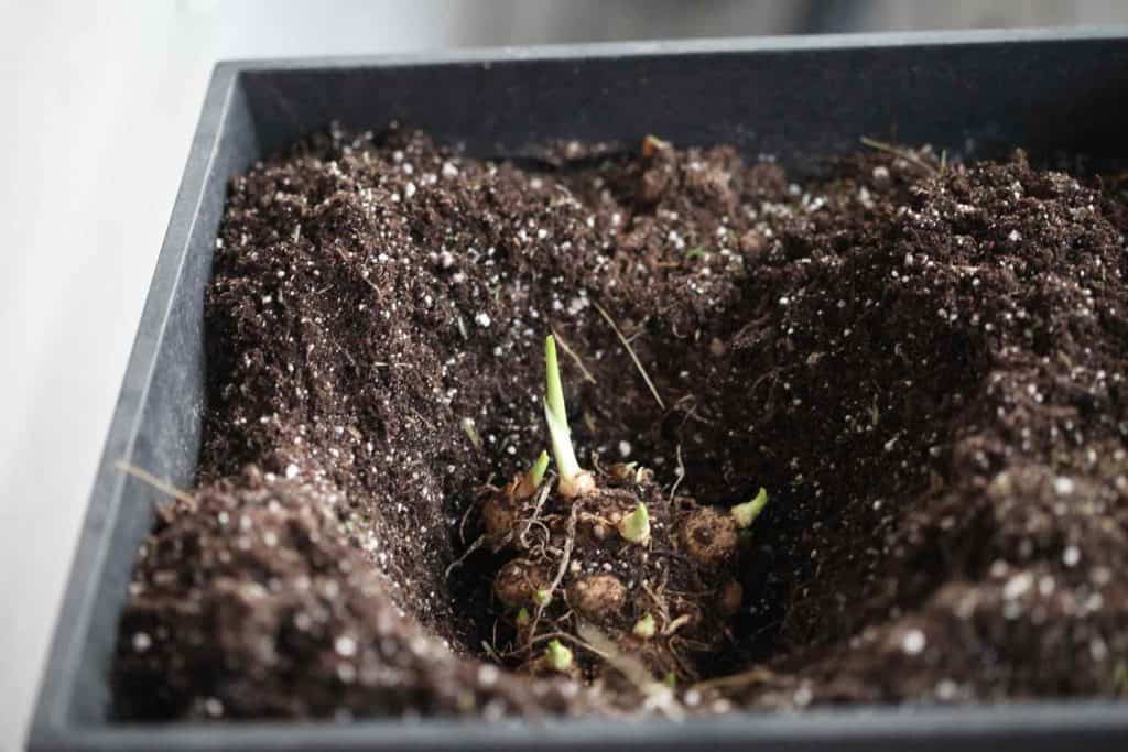 square black pot filled with brown soil, showing how to plant calla lily bulbs