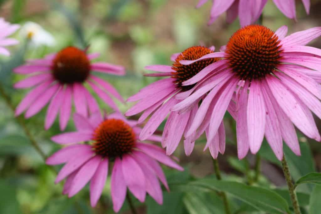 four pink daisy like flowers with large orange cone centres, growing in the garden