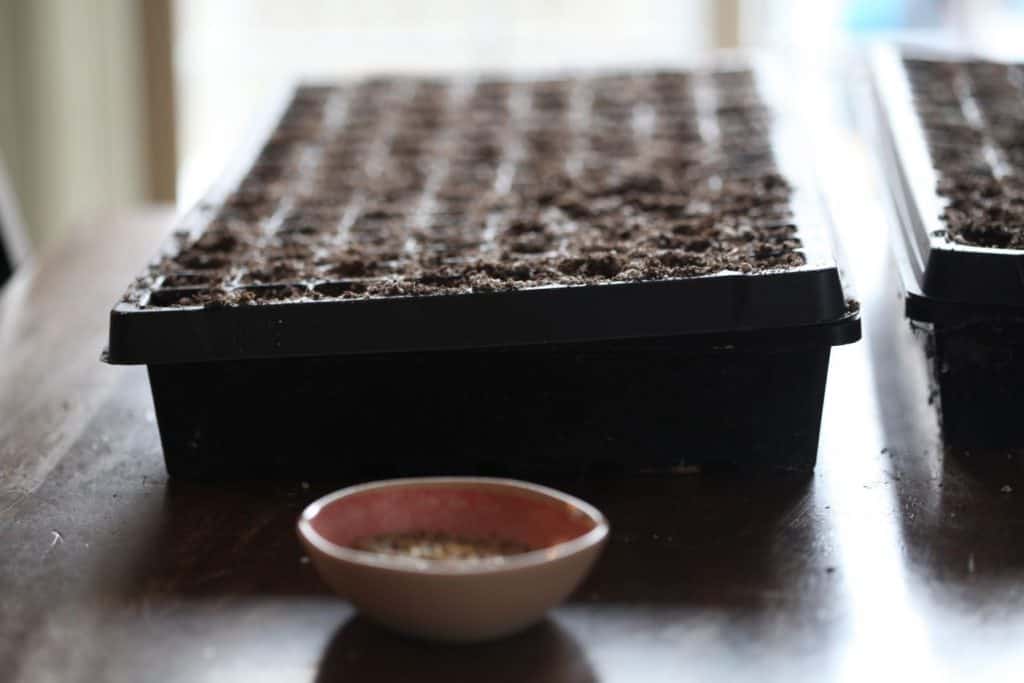 black cell trays for planting seeds