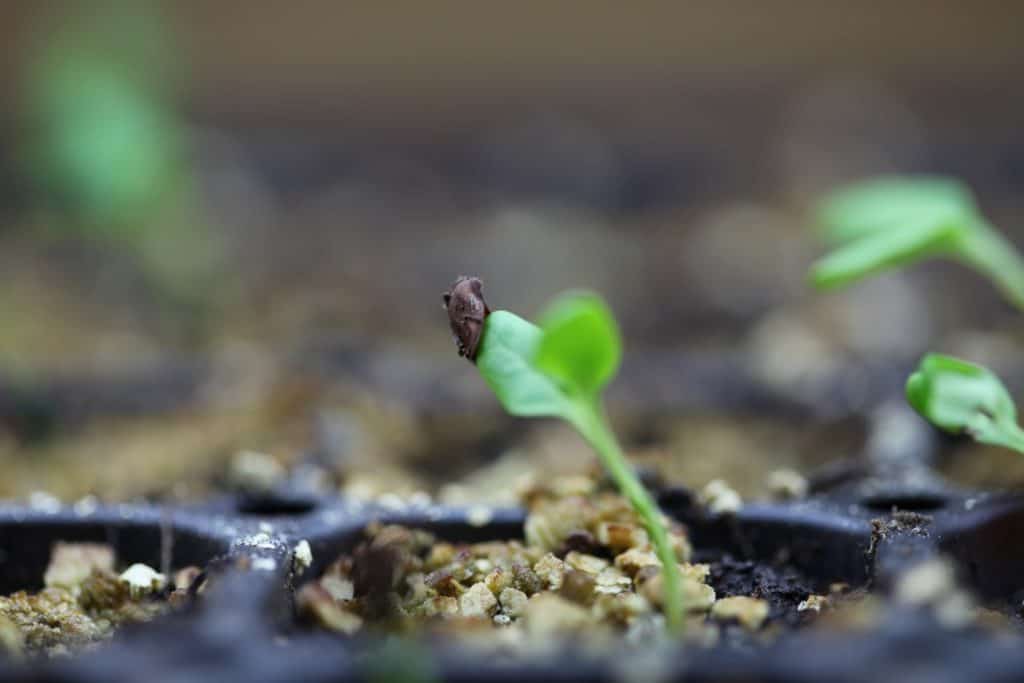 tiny green seedlings growing in a black tray with soil and vermiculite