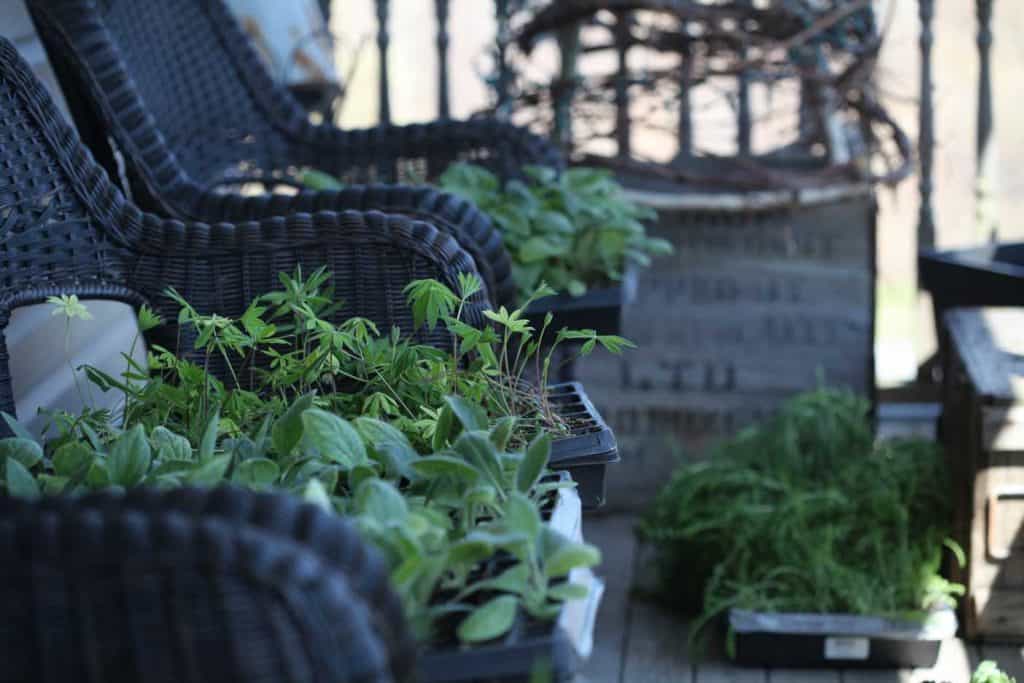 green plants in trays outside on a porch