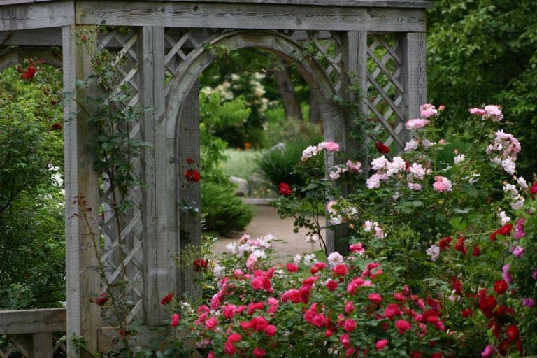 pink rose bushes growing next to an arbor at Annapolis Royal Historic Gardens