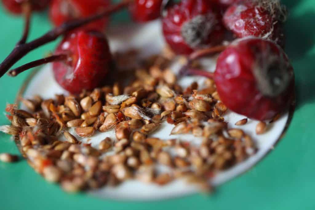 brown rose seeds on a green and white plate with red rose hips, showing how to grow roses from seed