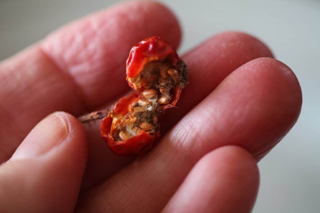 how to grow roses from seed, hand holding a rose hip cut in half, filled with rose seeds