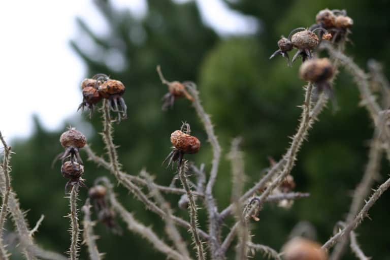 brown rose hips on grey thorny stems with a green blurred background