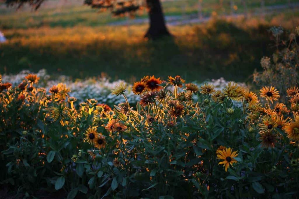 black eyed susans growing in the garden