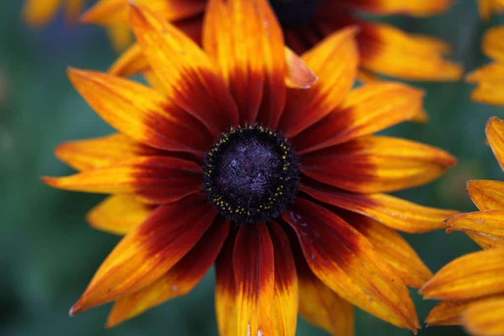 bright orange Black Eyed Susan with a red eye growing in the garden, showing how to grow black eyed Susans