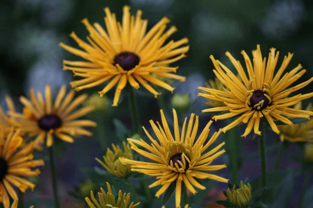 mustard coloured rudbeckia with thin petals