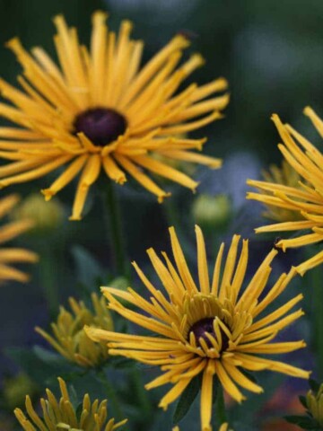 rudbeckia flowers in the garden