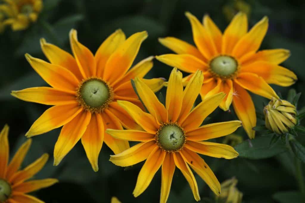 pretty yellow flowers with green eyes showing how to grow Black Eyed Susans