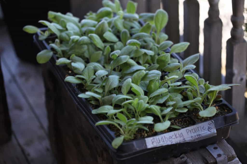 black cell tray full of green rudbeckia hirta seedlings, on a wooden box