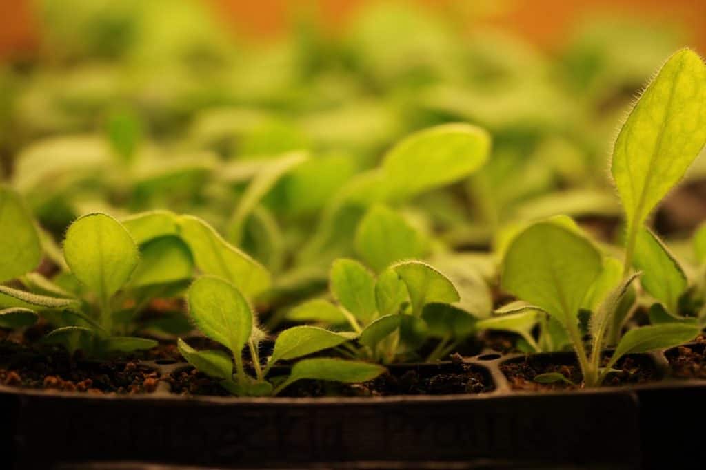 rudbeckia seedlings after successful stratification of seeds