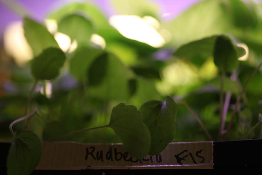 green leaves of rudbeckia triloba, with a blurred background