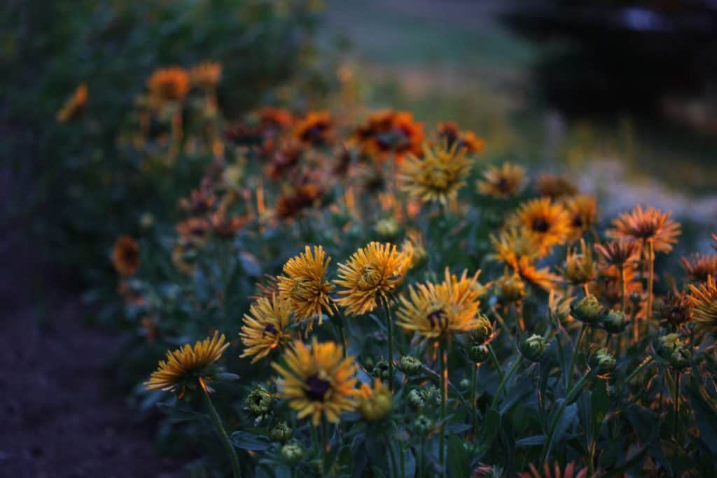 many different varieties of  rudbeckias growing in the garden, showing how to grow Black eyed Susans