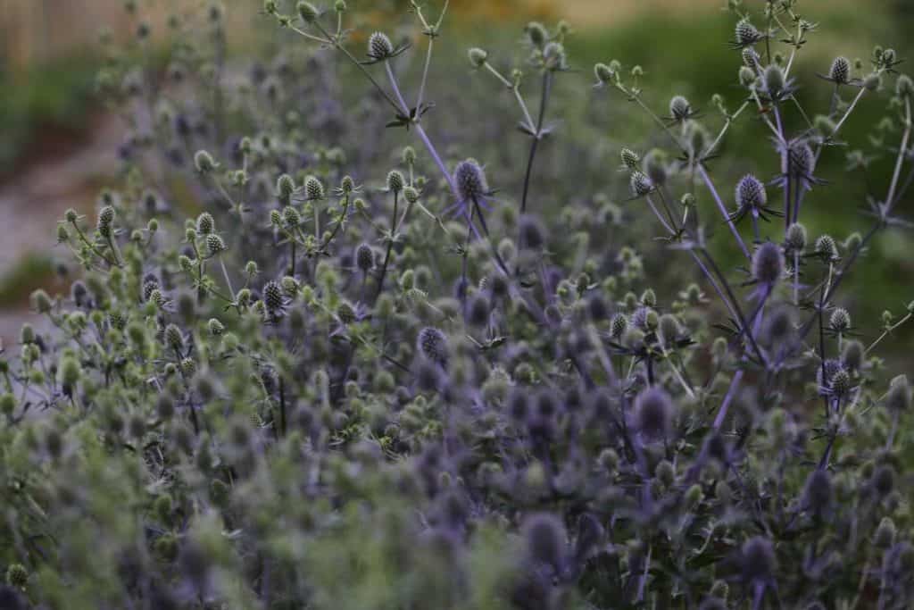 purple flowers in the garden