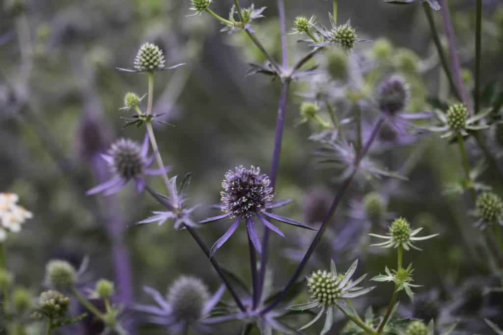 purple blooms growing in the garden