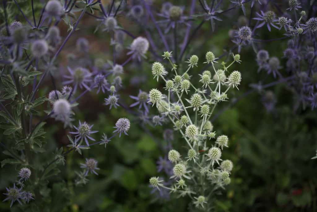 purple and white Sea Holly, showing the shape of the green leaves