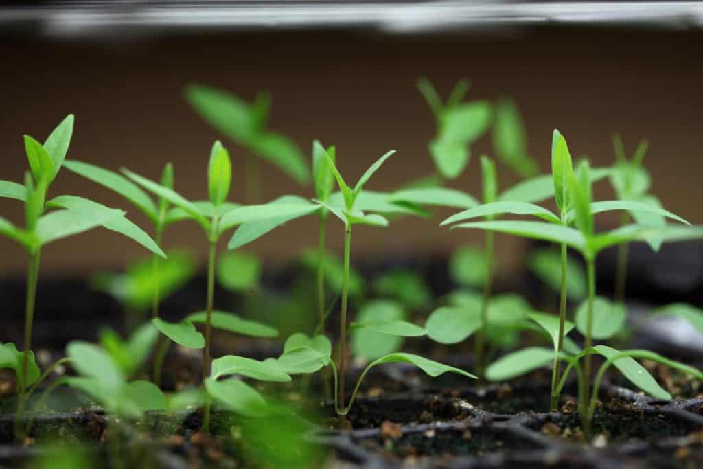 green swamp milkweed seedlings successfully germinated after stratification, growing in cell tray under lights