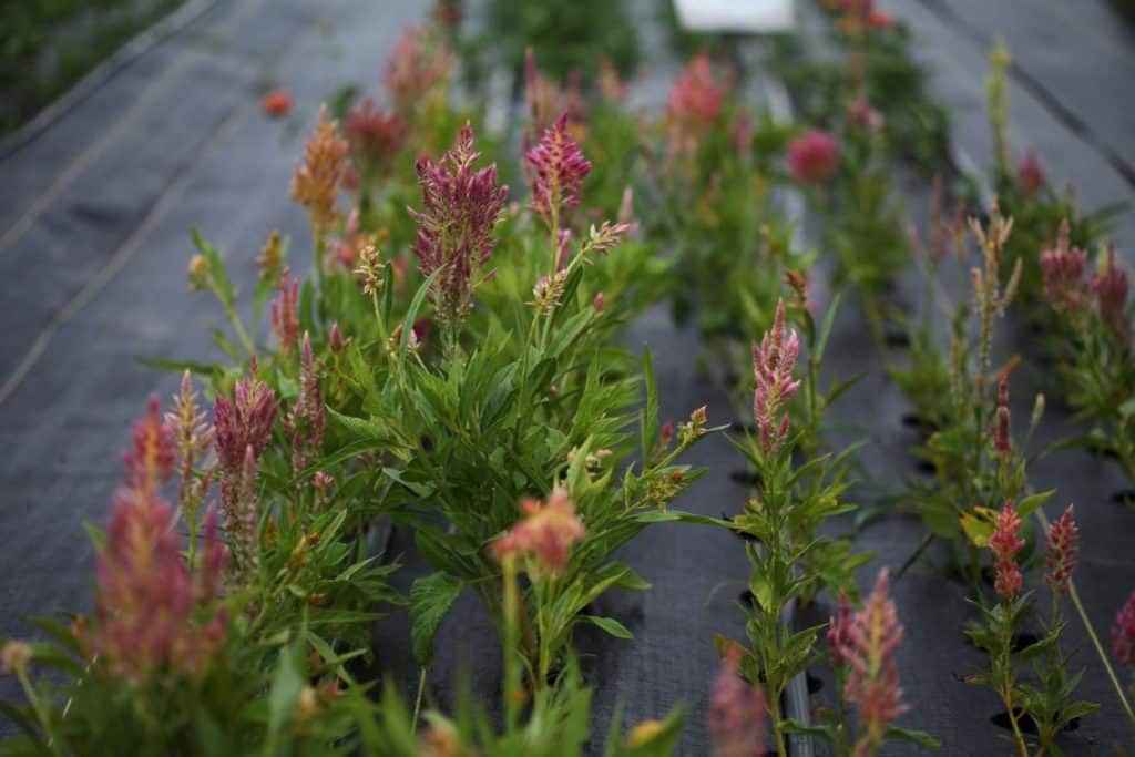 pink plumed celosia growing in landscape fabric