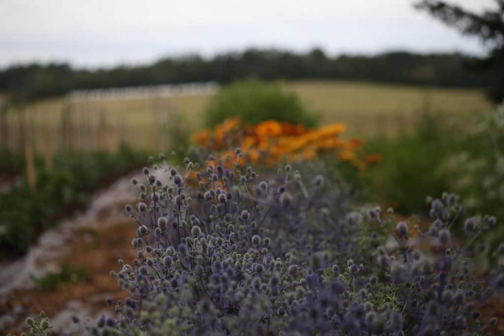 sea holly growing in the garden