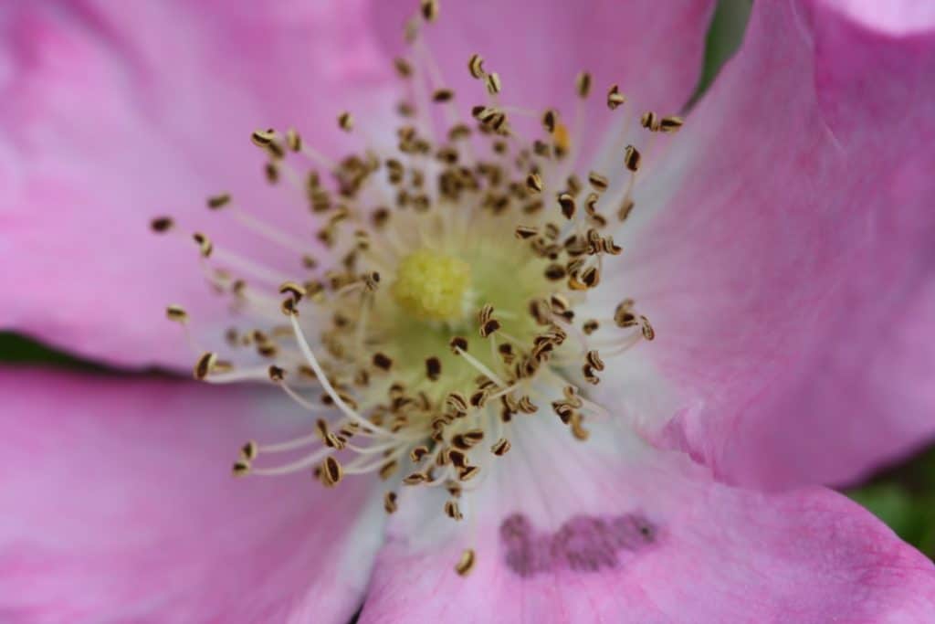 closeup of the anthers of a light pink wild rose 