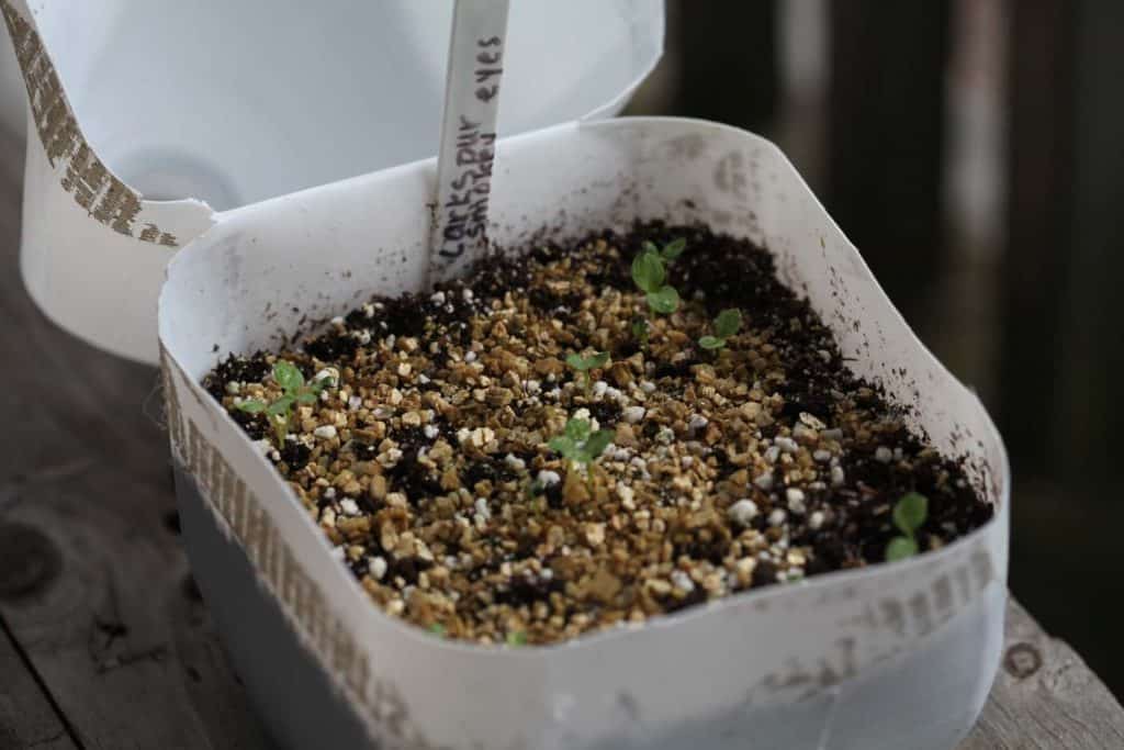 open milk jug full of soil and vermiculite showing how to winter sow Larkspur