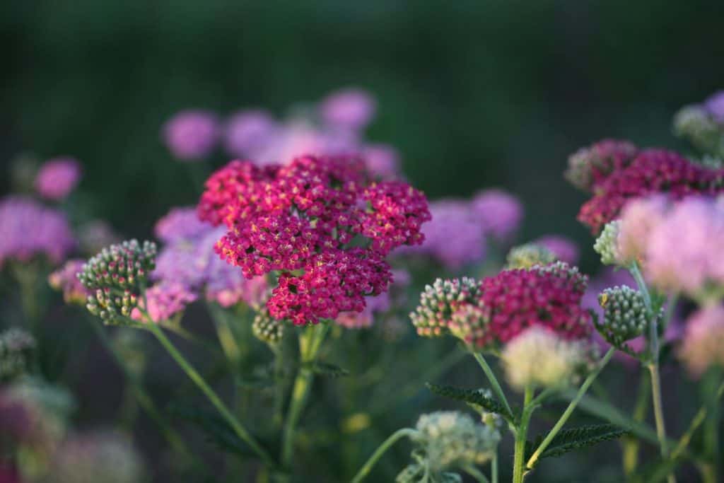 yarrow flowers in shades of pink with a blurred green background