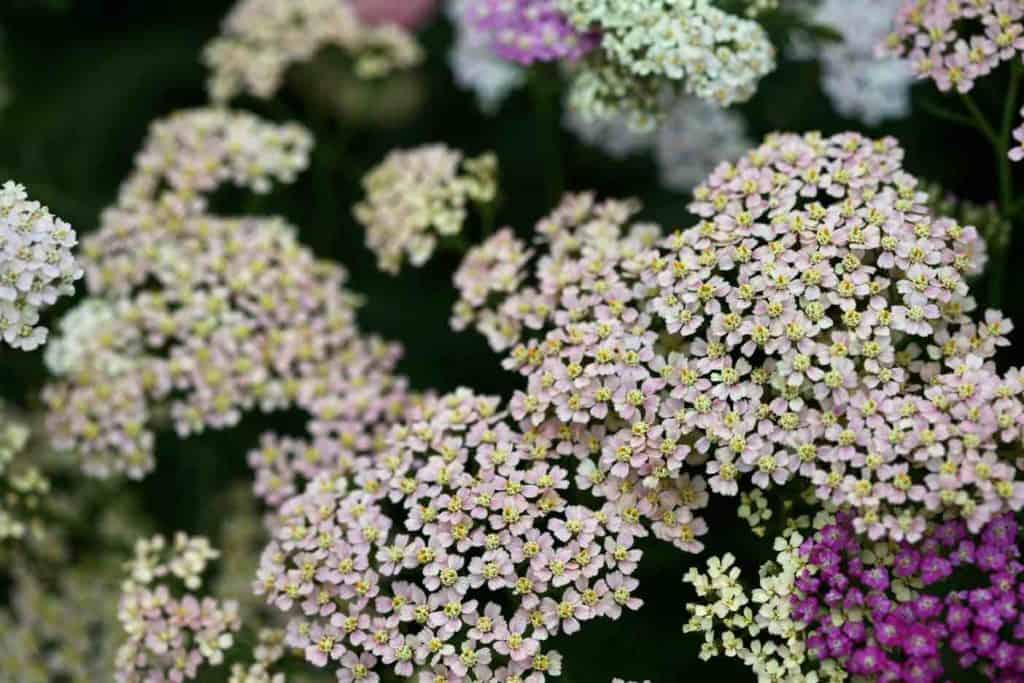 many blooms of yarrow growing closely together