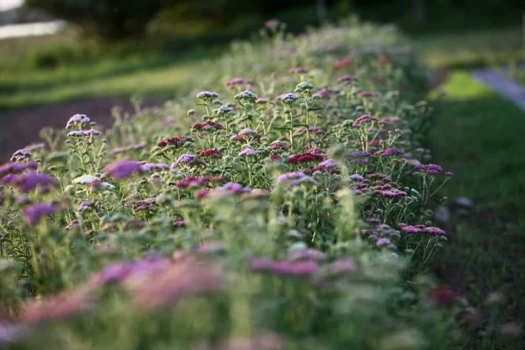 different shades of pink flowers growing in a row