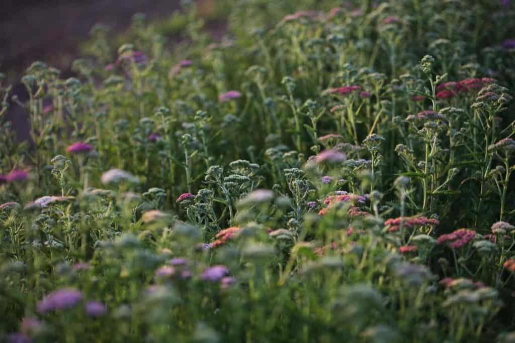 plant with pink and purple flowers growing in a garden