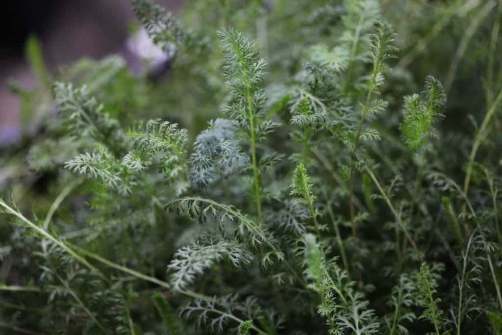many green and feathery leaves of yarrow