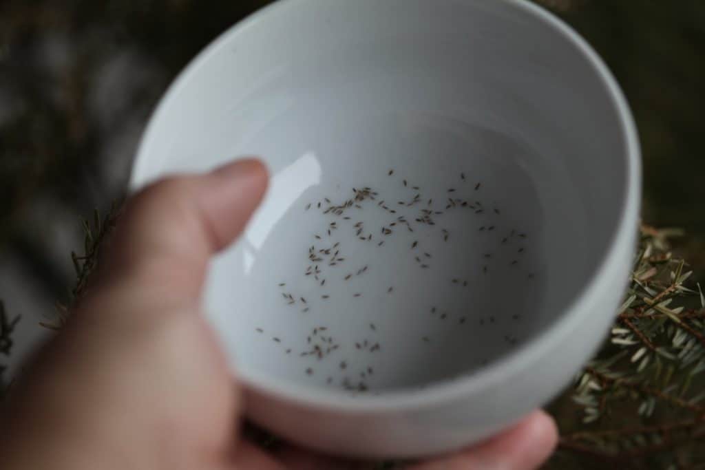 small yarrow seeds in a white bowl