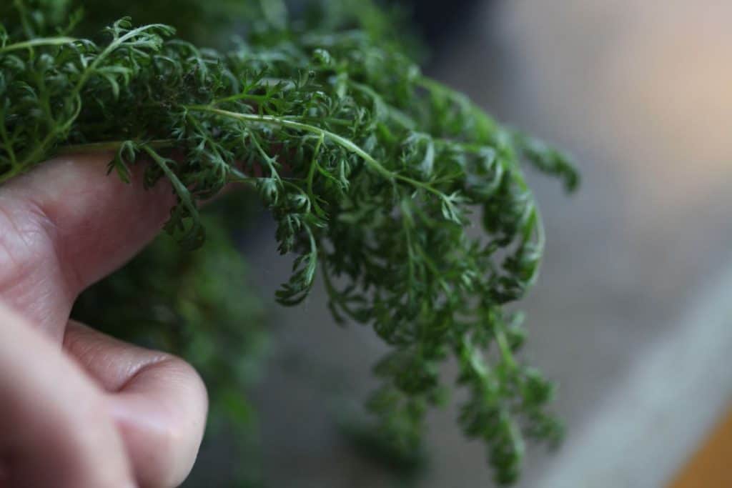 green leaves of yarrow wilting, showing how to harden off seedlings