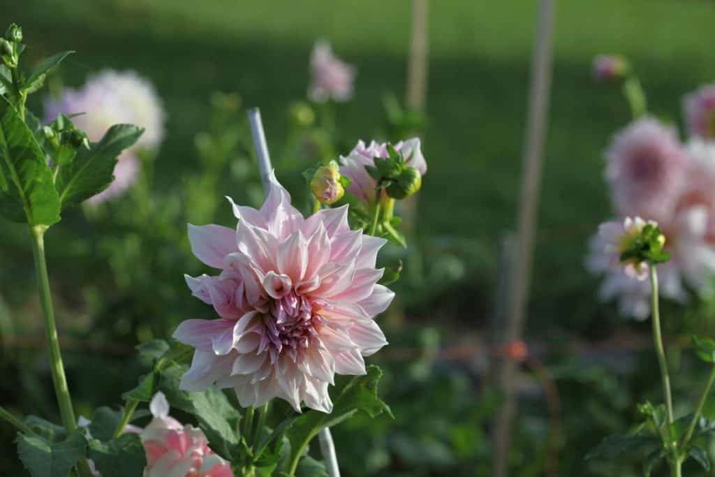 pink coloured Cafe Au Lait dahlias growing in the garden