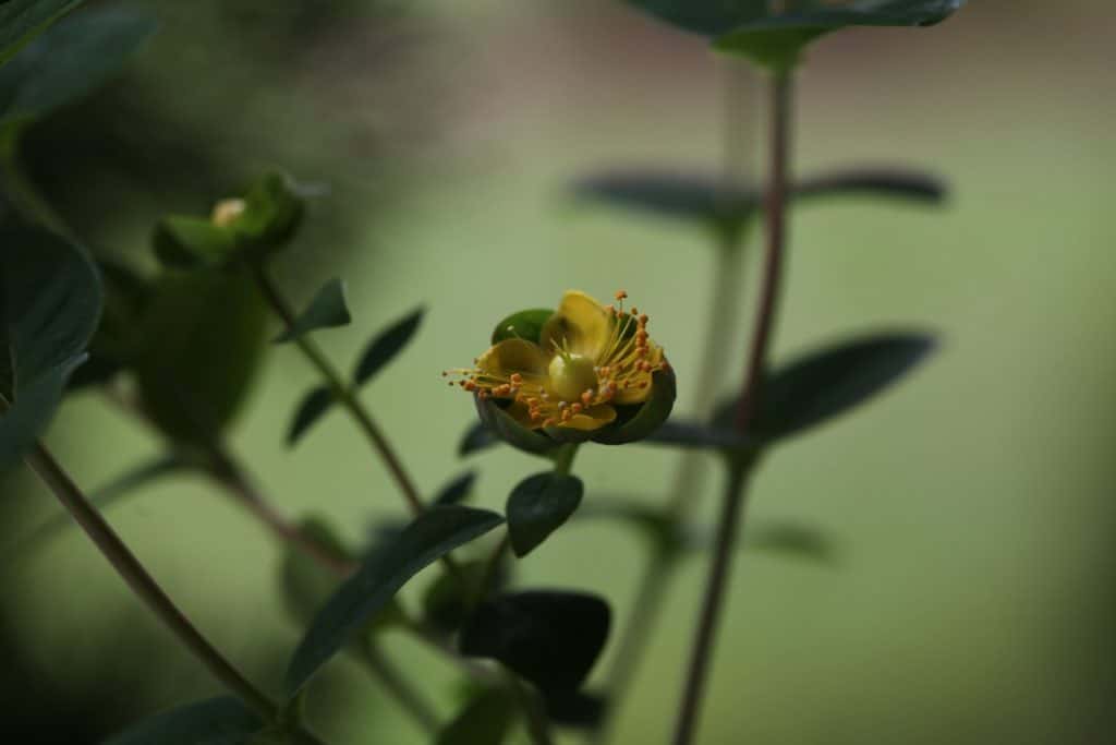 Hypericum inodorum- a semi evergreen shrub flower closeup
