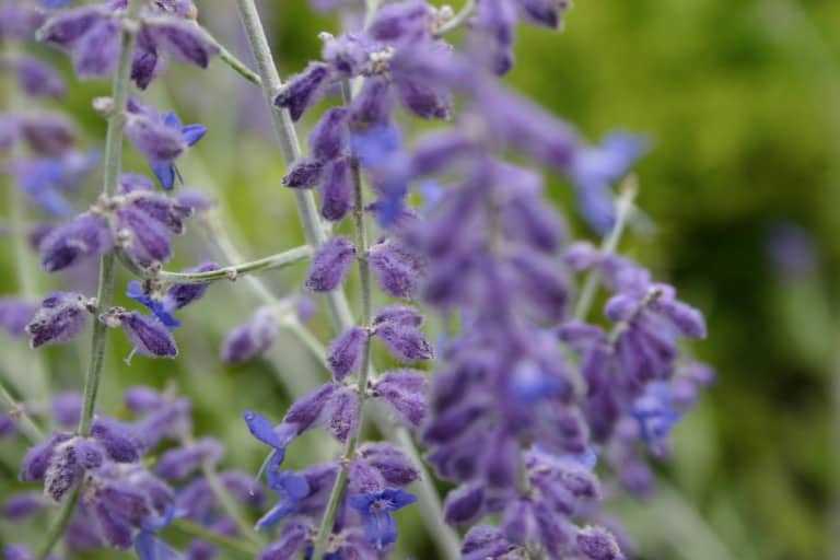 purple blooms of Russian Sage In the garden