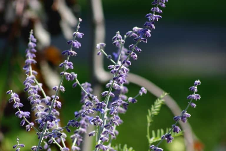 purple blossoms of Russian Sage growing in full sun