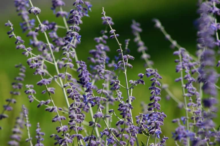 purple blossoms of Russian Sage growing in the garden