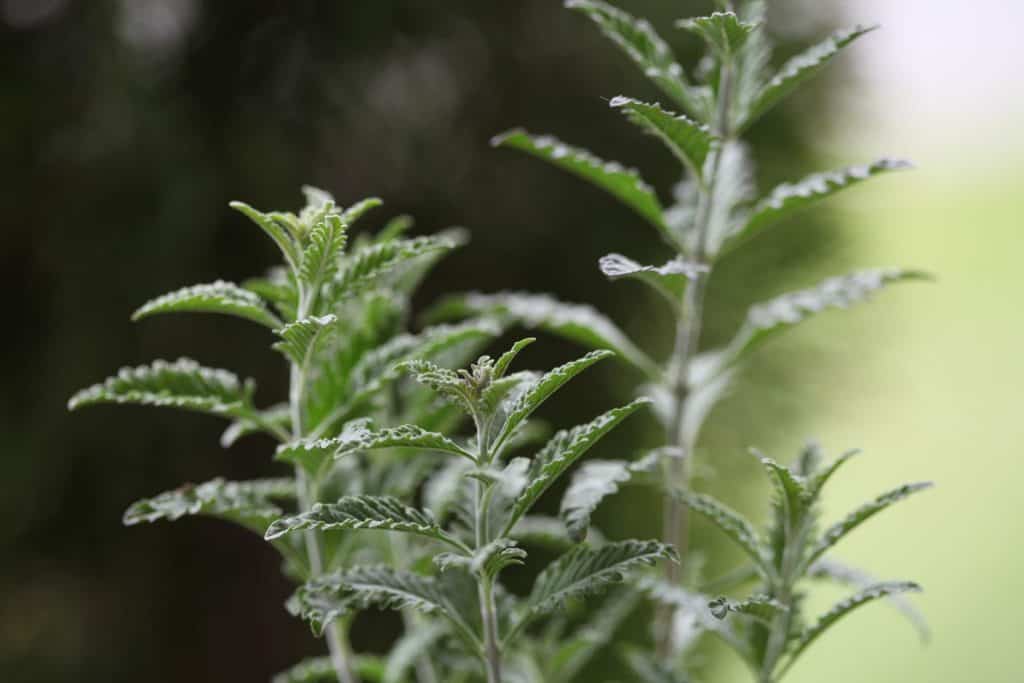 green foliage of Russian Sage