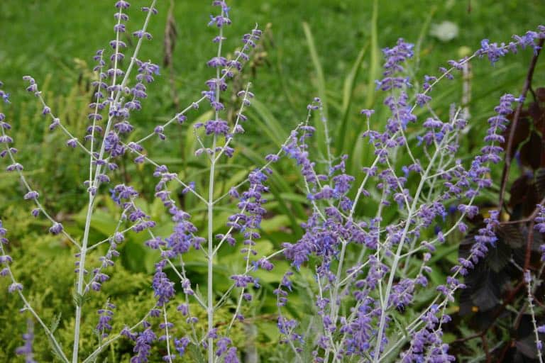 purple Russian Sage blooms in the garden