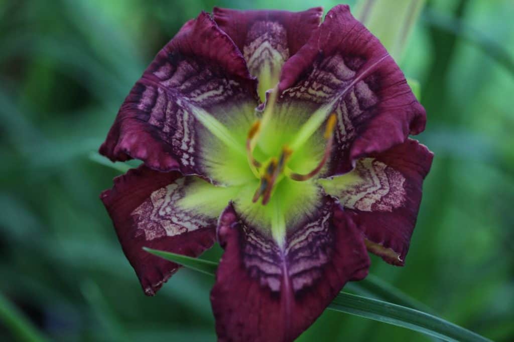 purple bloom of a daylily with a complex eye and green blurred background