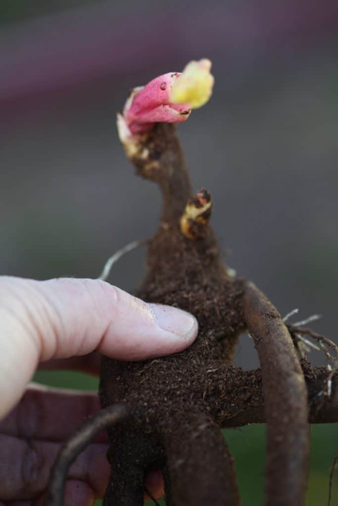 hand holding a bare root peony, showing how to grow peonies