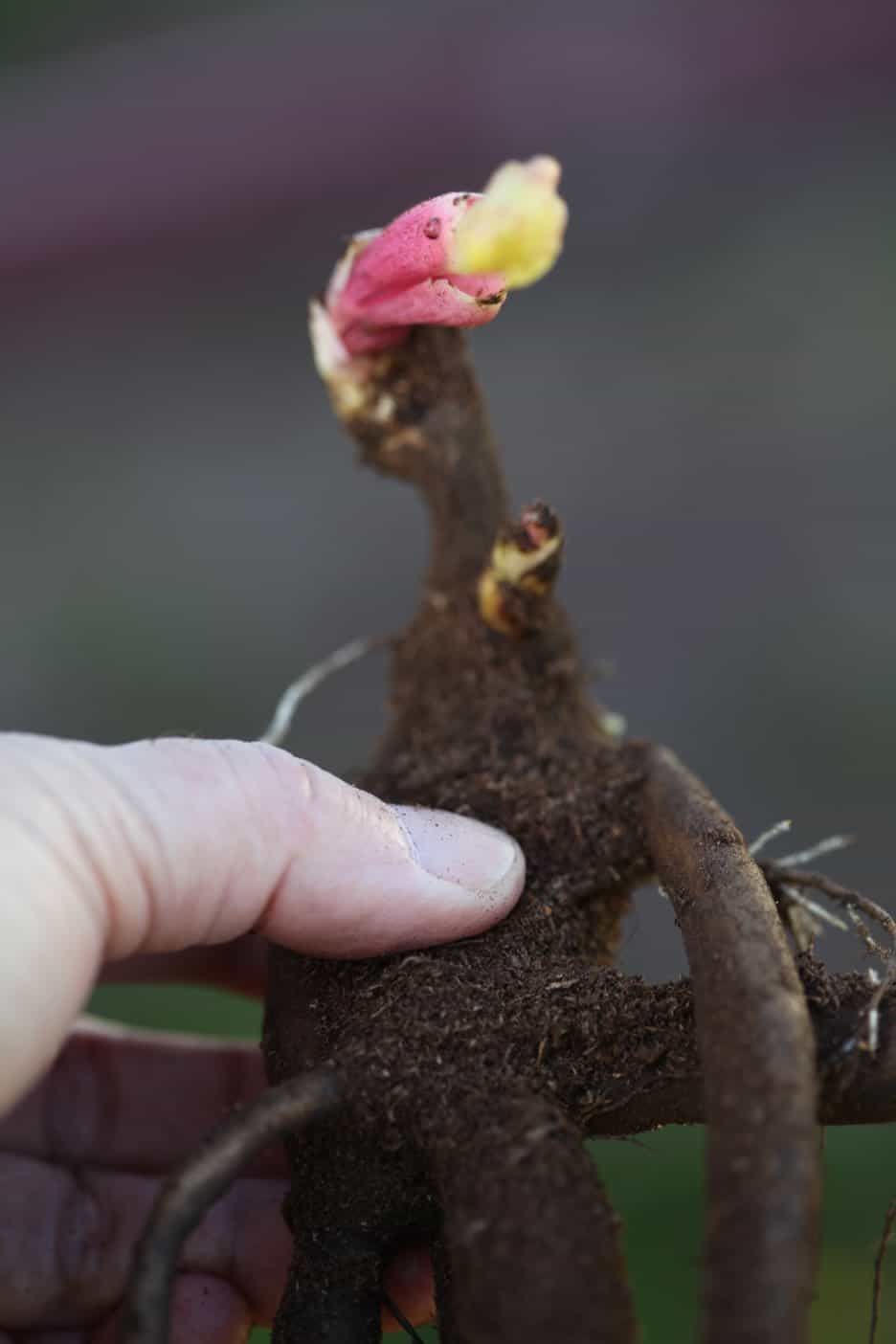 How To Grow Peonies ~ Planting, Care and Cutting - Farmhouse & Blooms