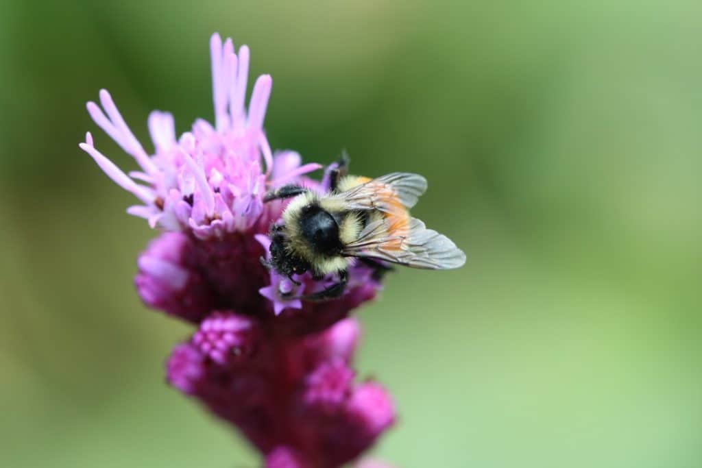 a bee on a purple flower with a green blurred background