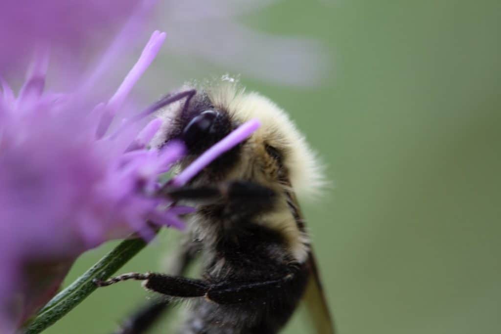 a bee on a purple flower against a green blurred background