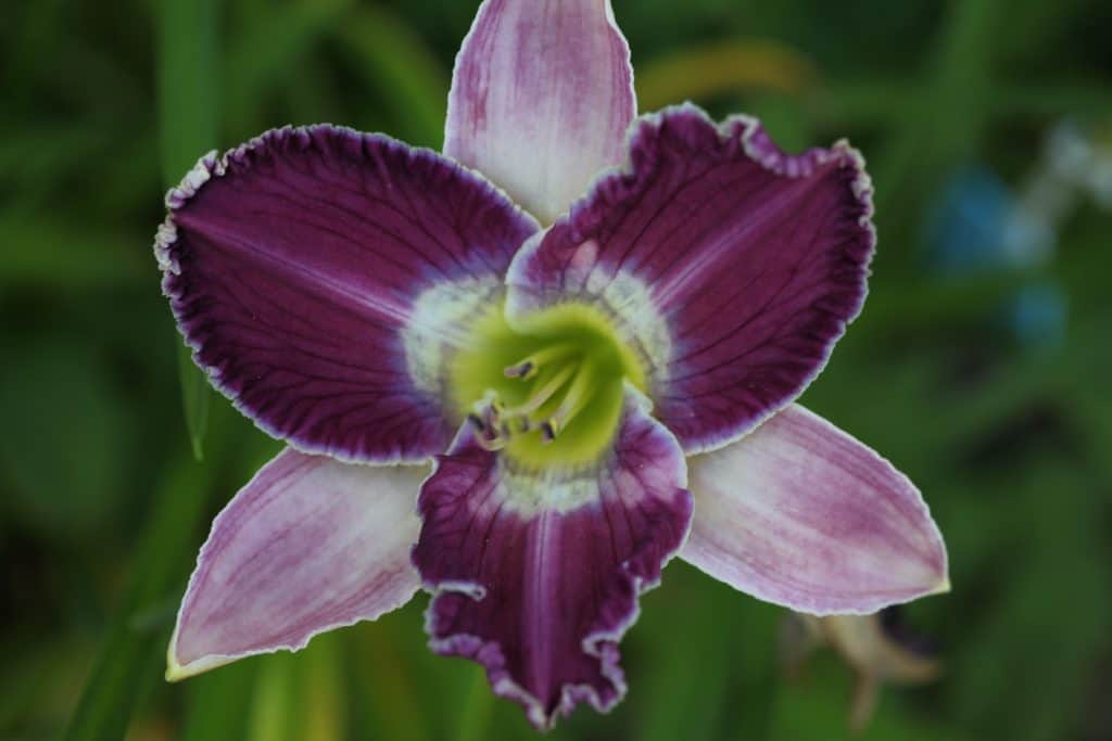 purple daylily bloom with green blurred background