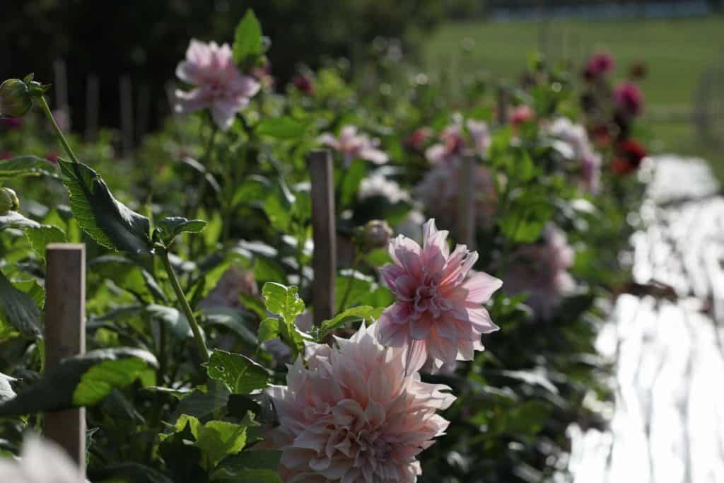 cafe au lait dahlias growing in the garden