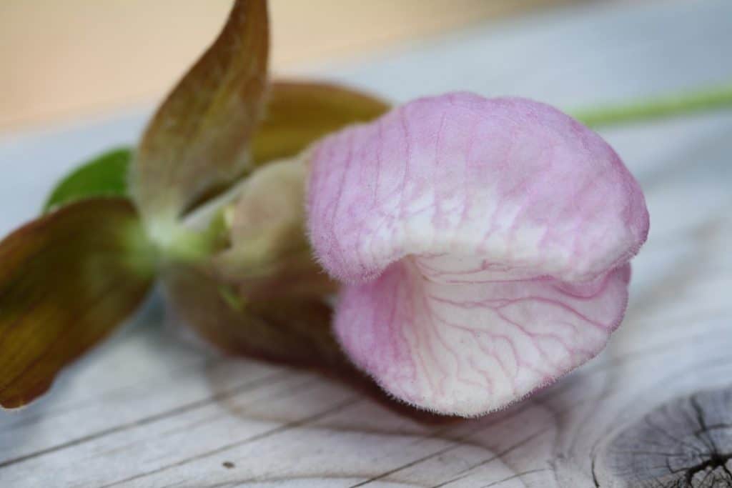 pink lady slipper flower, on a piece of grey wood